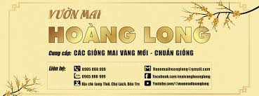 Vườn Mai Hoàng Long | Ben Tre