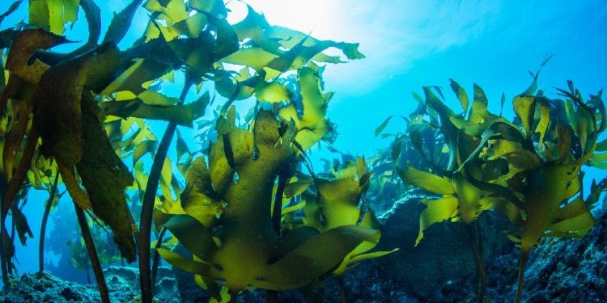 Navigating the Commercial Seaweed Market: Trends and Insights (2024-2032)