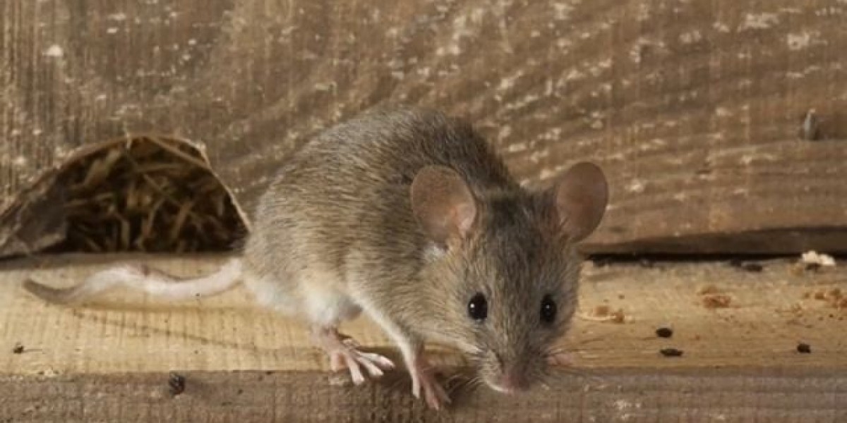 Rodent Removal Company in Langley: Your Ultimate Guide