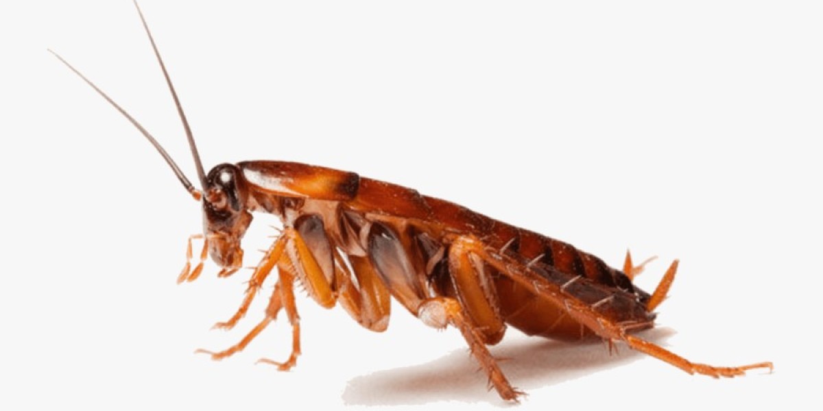 Ultimate Guide to Cockroach Control Brampton Homes